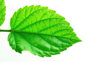 Obraz premium Isolated green leaf with veins and texture, against a clean white background, plant, botany