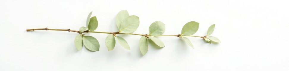 Fototapeta premium Long branch on white background with subtle shading, minimalist, elegant, shadow