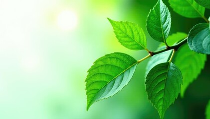 lush green leaves isolated on white background, green, nature, isolation