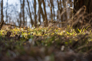 Spring white flower Snowdrop - Galanthus in wild forest