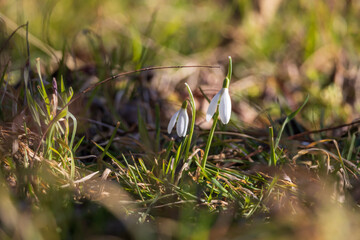 Spring white flower Snowdrop - Galanthus in wild forest