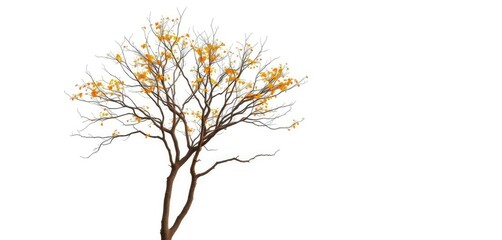 Fototapeta premium Single deciduous tree, stark branches against pure white, tree, peaceful