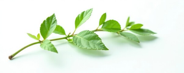 Obraz premium Single isolated branch on white background with subtle texture, leafy, space, organic