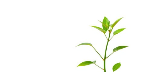 Obraz premium Single vibrant green plant, isolated on pure white background, sprout, detail