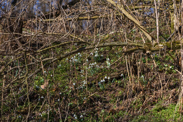 Spring white flower Snowdrop - Galanthus in wild forest