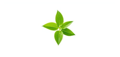 Obraz premium Single vibrant green plant, isolated on pure white, white background, background