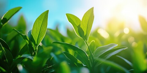Obraz premium A vibrant field of green foliage under a bright sky.