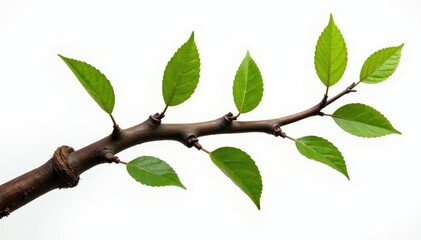 Twisted branch with knots and leaves isolated on white surface, knot, forest, nature