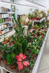 A vibrant and colorful assortment of indoor plants is beautifully showcased in a contemporary garden center