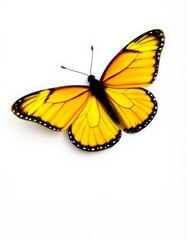 Yellow butterfly on white background