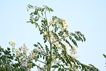 Moringa tree flowers. This is a Moringaceae family tree. Its other names  moringa, drumstick tree, horseradish, and ben oil tree and benzolive. Vegetable is made from this flower. White flower. 