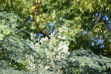 Moringa tree flowers. This is a Moringaceae family tree. Its other names  moringa, drumstick tree, horseradish, and ben oil tree and benzolive. Vegetable is made from this flower. White flower. 