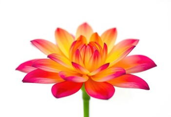 Obraz premium A single vibrant bloom, petals perfectly formed, set against a pure white backdrop, element, freshness