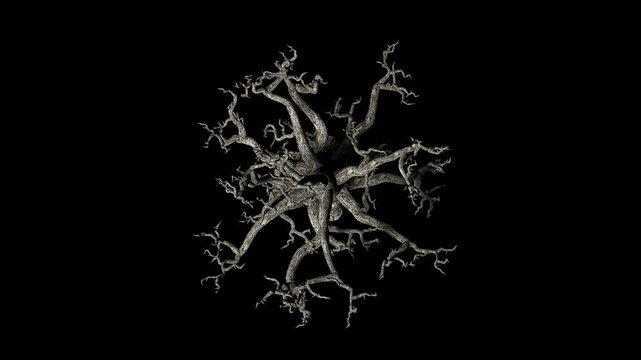 Crown of a Branchy Tree