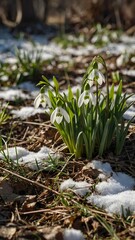 Obraz premium White fresh snowdrops first flowers delicate background. Celebrating of spring. Floral template. 