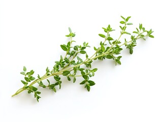 Delicate thyme sprig on white showcasing its verdant color and texture