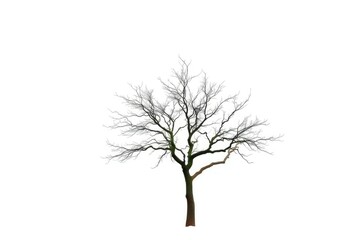 Lone deciduous tree, stark branches against pure white, stock, plant