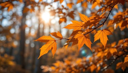 autumn leaves in the sun