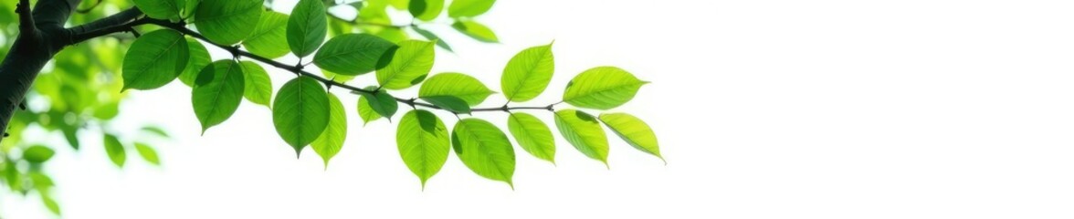 Long tree branch with leaves against a white background, greenery, nature scenes