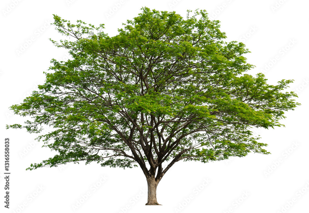 Poster png single tree transparent background, high qaulity tree shoot by full frame camera, high resolutio
