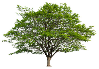 Obraz premium PNG single tree transparent background, high qaulity tree shoot by full frame camera, high resolution and sotf light easy to modifiy and drag to main project 