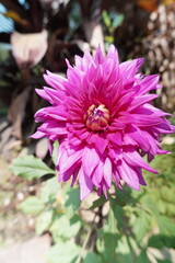 pink dahlia flower