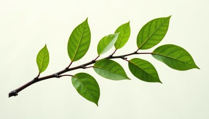 Fototapeta premium Single isolated branch with intricate details on white background, tree branch, nature, solitary