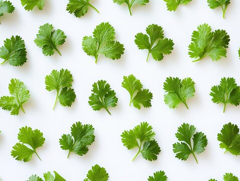 Neat arrangement of fresh green cilantro leaves on a white backdrop