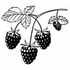 blackberry and raspberry