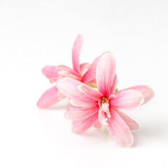 Rangoon creeper flower isolated on the white background 