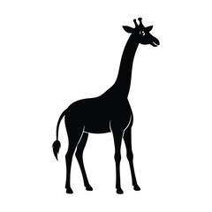 Fototapeta premium giraffe isolated on white background