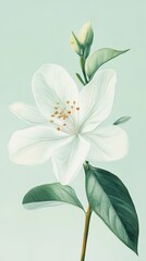 A beautiful single white flower with green leaves on display