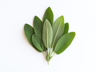 Obraz premium Elegant arrangement of sage leaves on a pristine white background