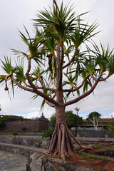 Die wunderschöne Pflanzenwelt der Palmen auf Teneriffa