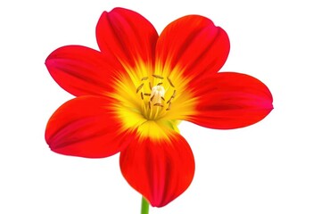 A single, vibrant bloom isolated against a pure white backdrop, single, botany