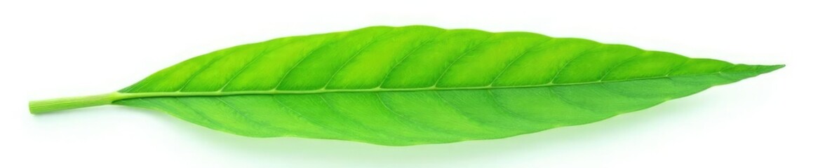 Delicate Croton leaf isolated on white background, foliage, isolated plant