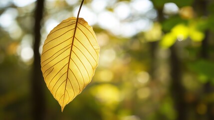 Obraz premium A glowing leaf stands out in a tranquil forest, symbolizing nature's quiet beauty and serenity.