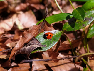 ladybug on a leaf