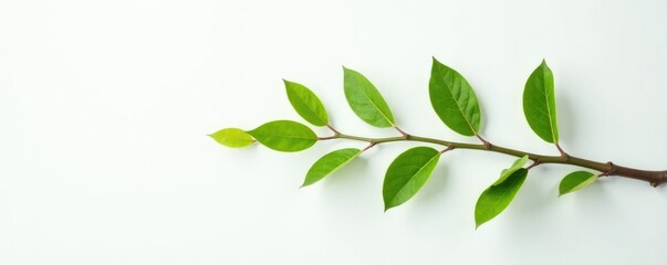 Obraz premium Long curved branch stretching on white surface with light, simple, clean, green