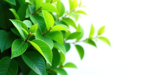Fototapeta premium lush green foliage with a few flower buds isolated on white background, plant, tree