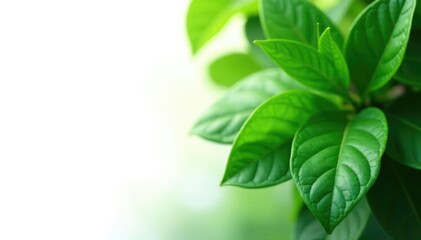 Obraz premium lush green leaves isolated on white background, foliage, nature, foliage