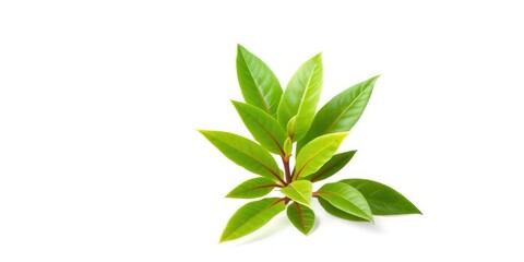 Single vibrant green plant, isolated on pure white, macro,  wildflower