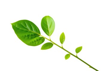 Single vibrant green plant, isolated on pure white background, herb, image