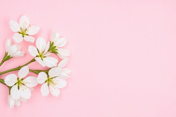 Fototapeta premium branch of a tree with white flowers on a pink background