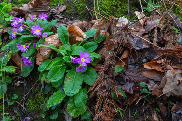 Primula vulgaris, the common primrose, is a species of flowering plant in the family Primulaceae, native to Eurasia.