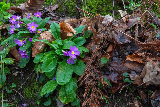 Primula vulgaris, the common primrose, is a species of flowering plant in the family Primulaceae, native to Eurasia.