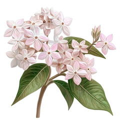 Fototapeta premium Floral Elegance: Exquisite depiction of delicate, star-shaped pink blossoms clustered on a gracefully curved stem adorned with verdant leaves