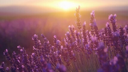 Naklejka premium Sunset over a field of lavender flowers.