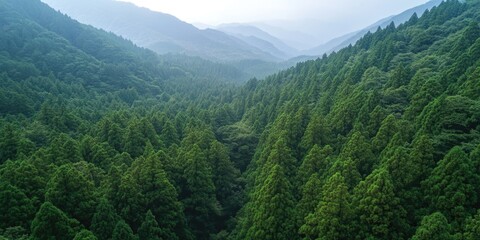 Fototapeta premium Scenic view of a mountainous forest with greenery and misty hills.