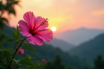 Sunrise illuminates single pink hibiscus against distant hazy hills , morning, background